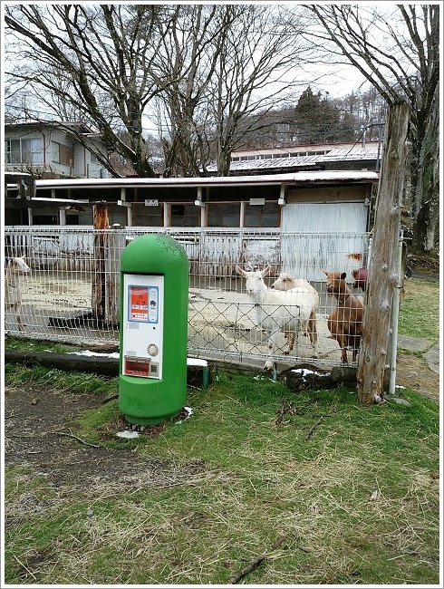 市場 ふるさと納税 群馬県下仁田町 神津牧場 ジャージー牛の濃厚ミルクで作っ